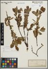 Foto von Salix hastata L.